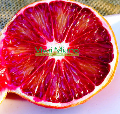 Pianta di Arancio Arcobal