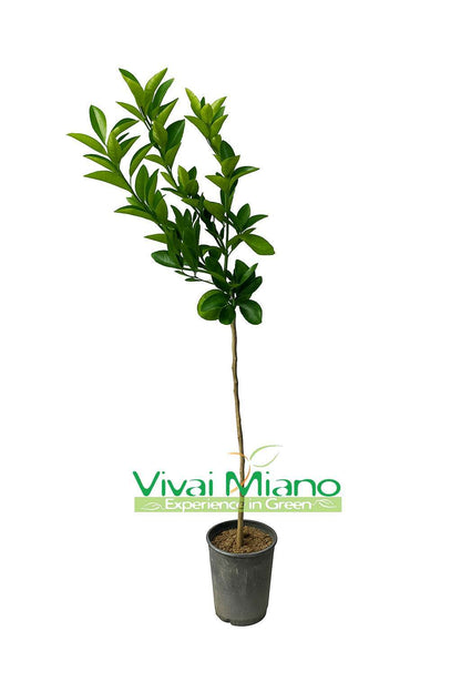 Pianta di Arancio Moro o Arancia Rossa di Sicilia