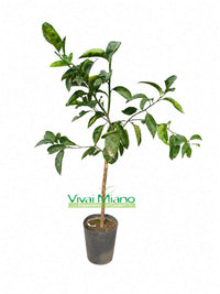 Pianta di Arancio Tarocco Gallo