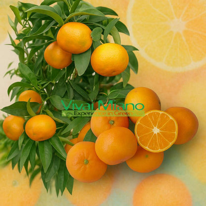 Pianta di Clementine Hernandina