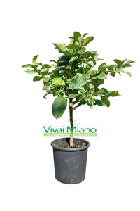 Pianta di Limone Variegato (vaso - 20)