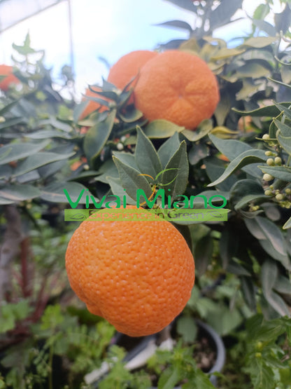 Pianta di Chinotto (vaso - 20)