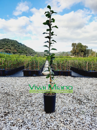 Pianta di Limone Volkameriana