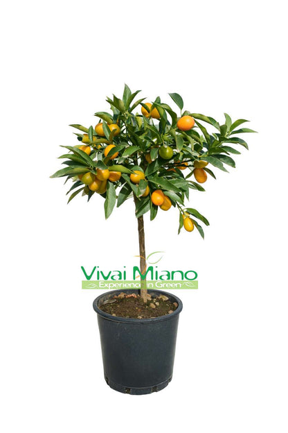 Pianta di Kumquat - Mandarino Cinese (vaso - 20) con frutto