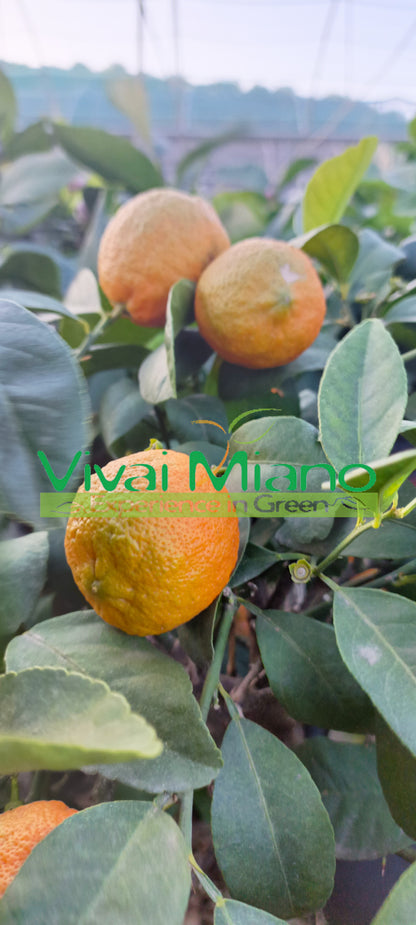 Pianta di Lime Rossa di Rangpur CON FRUTTO - vaso Ø 20 Rosso