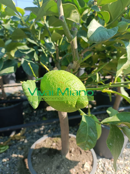 Pianta di Limone (vaso 24 - Cespuglio)