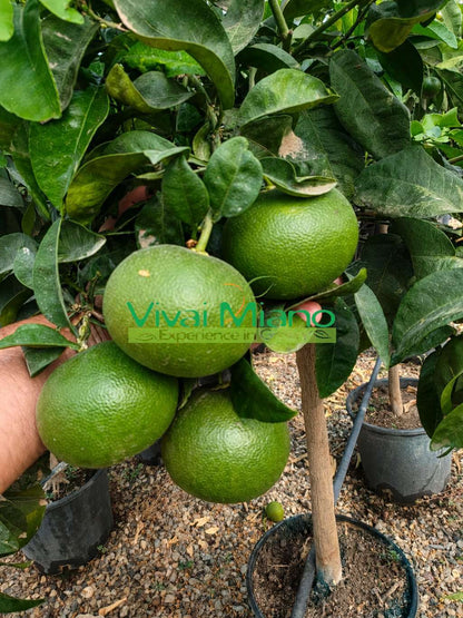 Pianta di Mandarino Satsuma Miyagawa