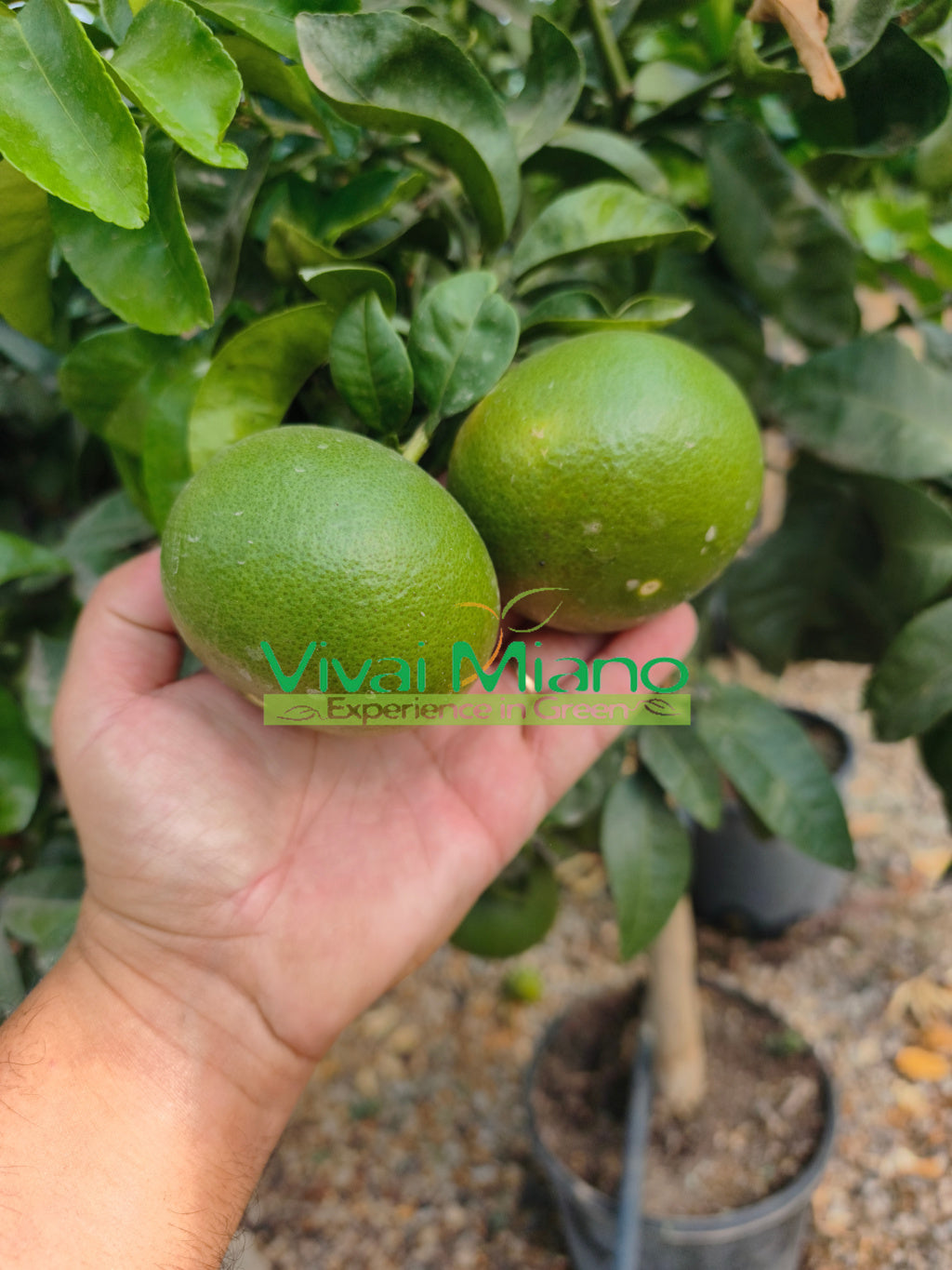 Mandariner Satsuma Miyagawa (pot - 20)