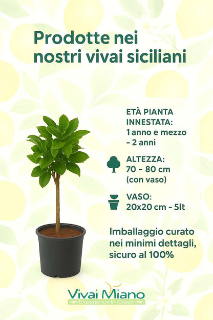 Pianta di Lime (vaso - 20)